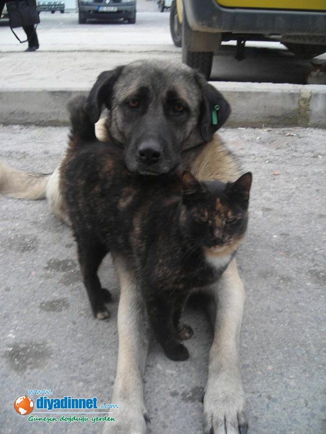 KEDİ VE KÖPEĞİN ŞAŞIRTAN DOSTLUĞU