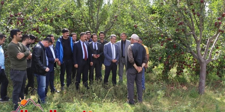 Ağrı Dağı eteklerinde meyve hasadı başladı